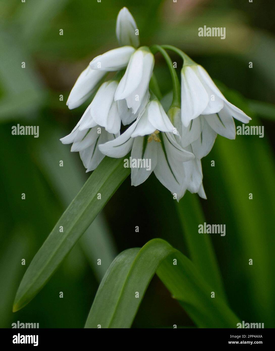 Three-cornered leek growing in a hedge - Cornwall, UK Stock Photo