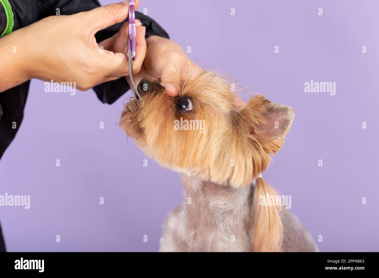 groomer haircut yorkshire terrier on the table for grooming in the