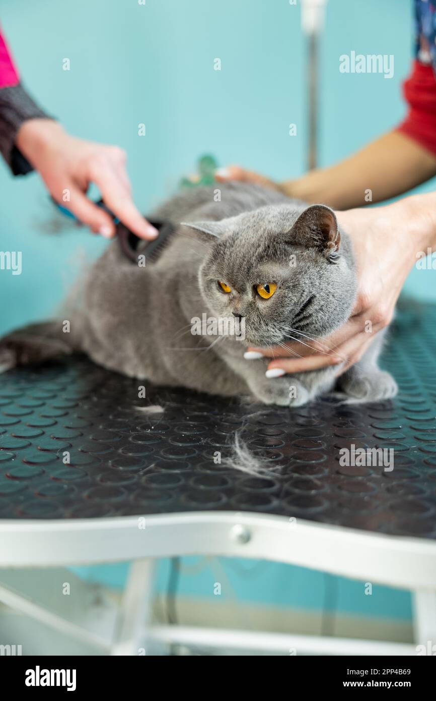 two groomers holding the cat in an lying position while combing the fur