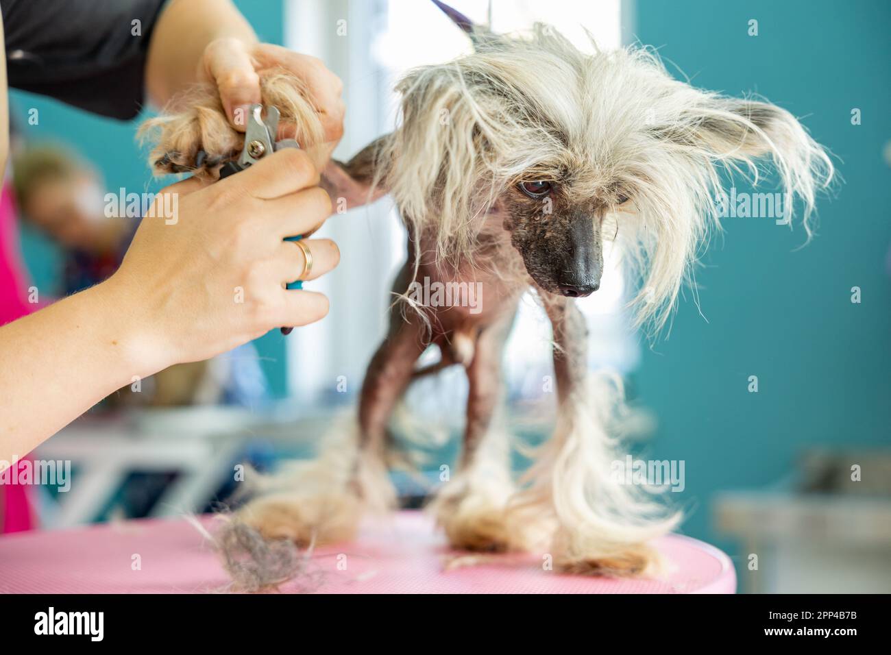 View of How to Groom a Cocker Spaniel: A Complete Guide - wikiHow