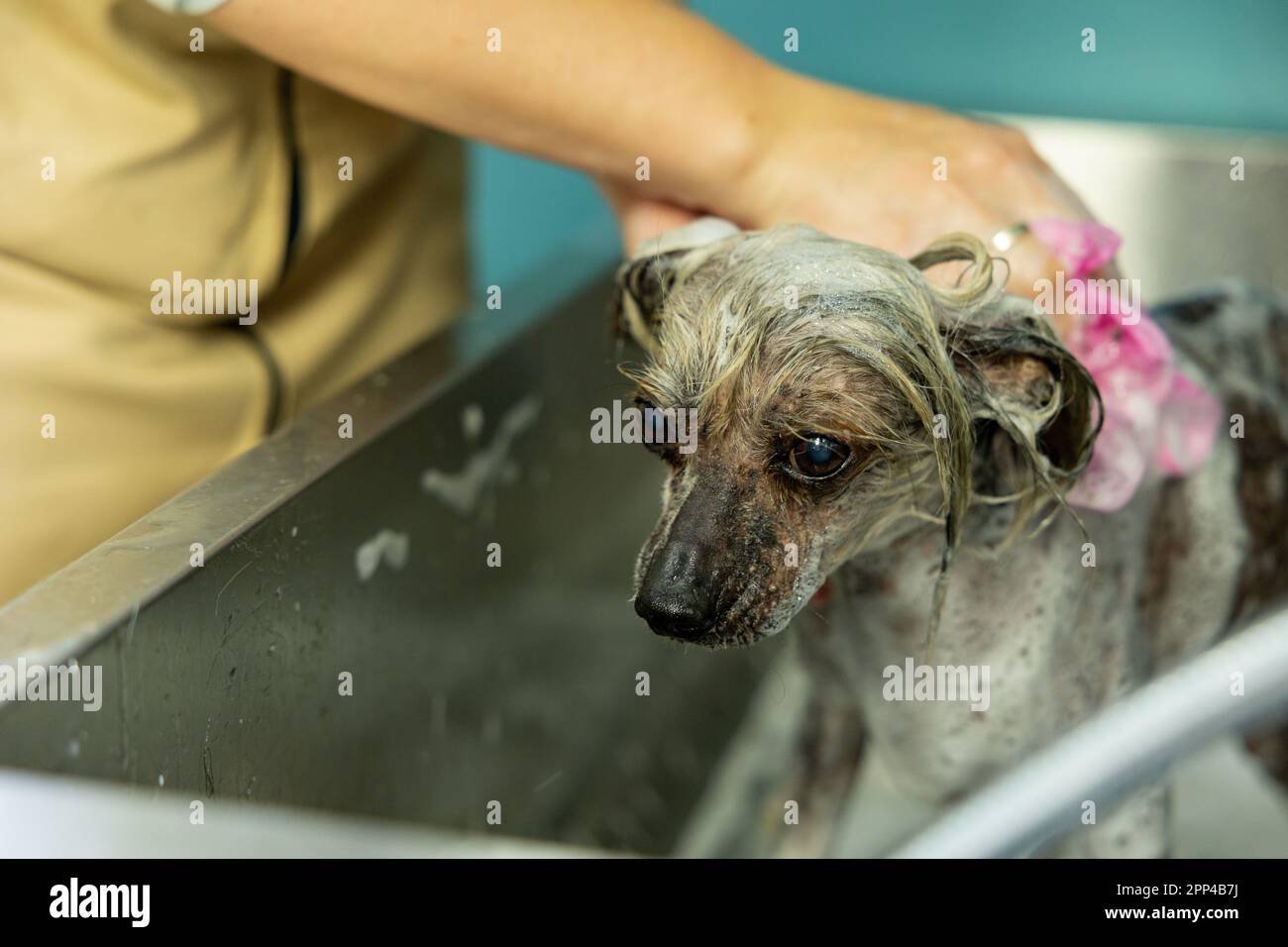 Funny portrait of a chinese crested dog showering with shampoo in