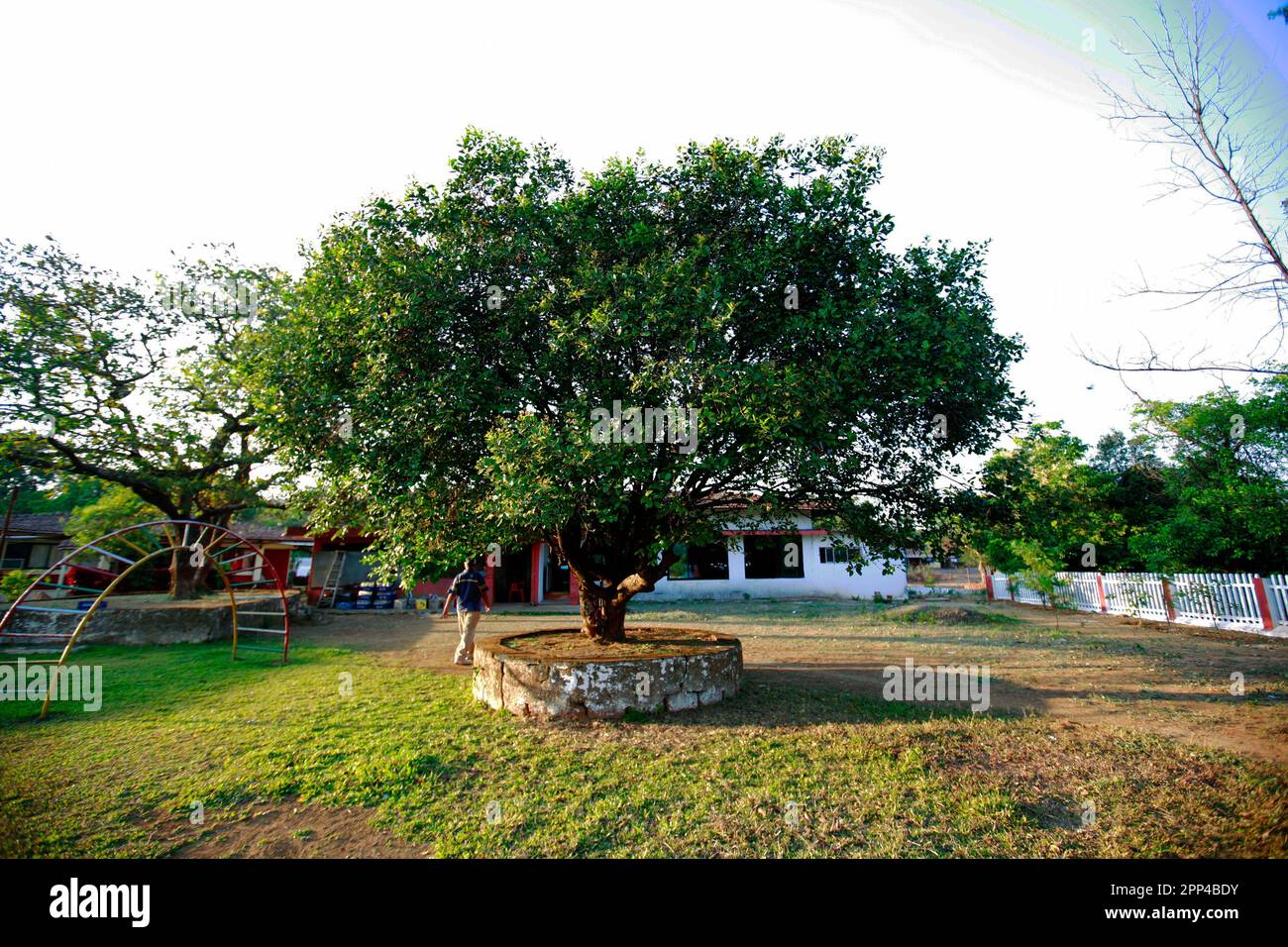 A tree in the middle of a field in a garden of a resort. Stock Photo