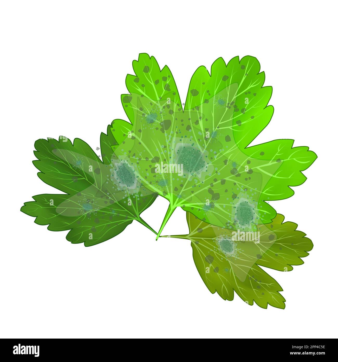 Leaf with mold. Green leaf are damaged by fungi pathogen. Plant blight symptom.Powdery mildew on leaves.Plant disease.Mould spots on the leaves.Vector Stock Vector