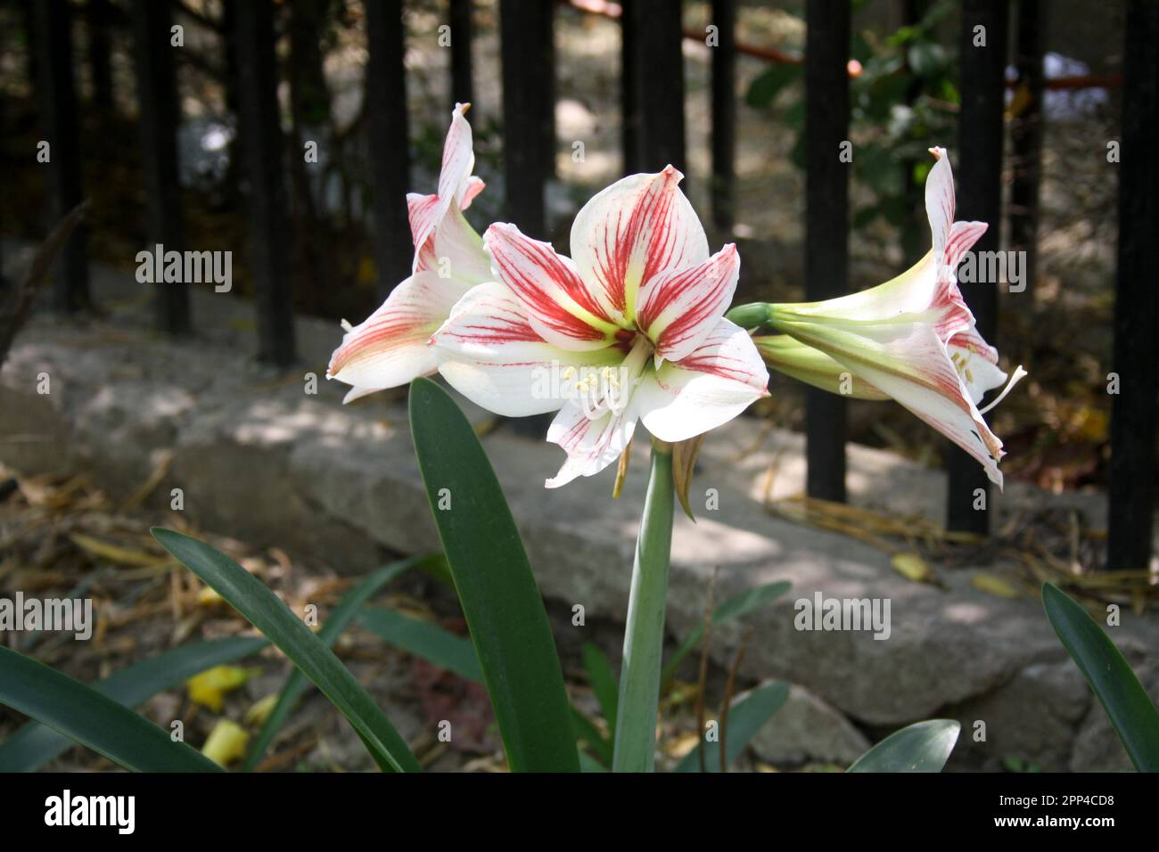 White Striped Barbados lily (Hippeastrum striatum) in a garden : (pix  Sanjiv Shukla Stock Photo - Alamy