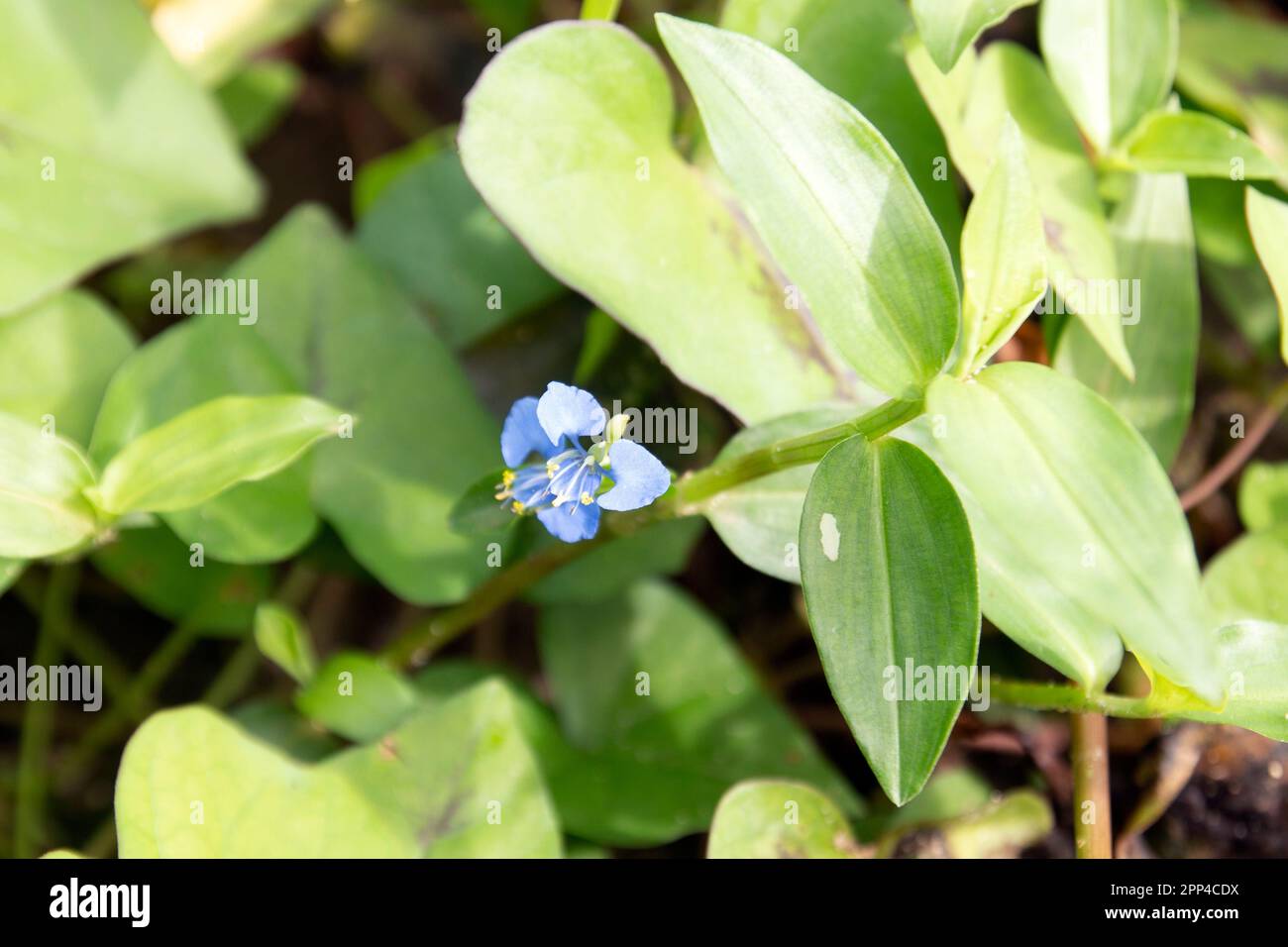 background, flower, summer, nature, leaf, forest, butterfly, floral, beauty, garden, green, blue, leaves, crown, agriculture, plant, tropical, park, Stock Photo