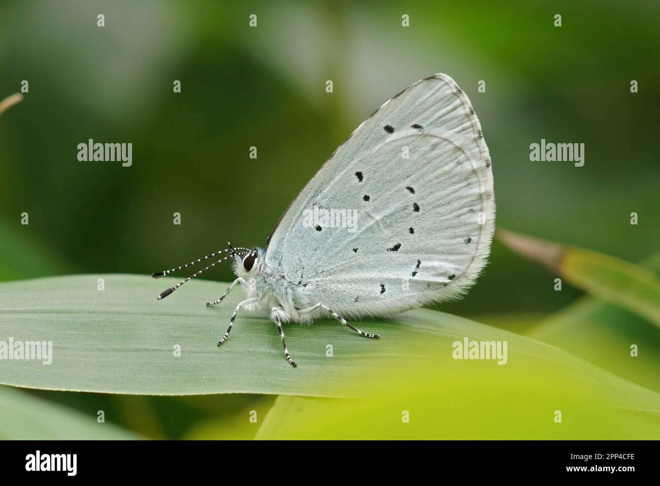 Natural closeup on a small Holly blue butterfly, Celastrina argiolus
