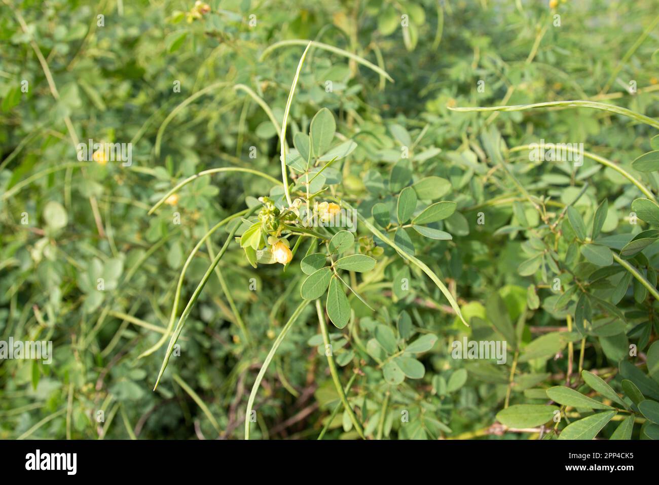 Senna obtusifolia, Chinese senna, American sicklepod, sicklepod plant flowers beans. Wild sicklepod (Senna obtusifolia) plant flowers beans. Stock Photo