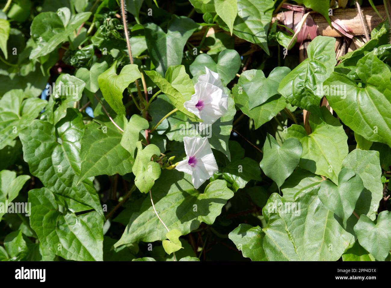 Man of the Earth, Wild PotatoVine, Ipomoea pandurata is a native, perennial, deciduous, vine in the morning glory family. It has heart-shaped leaves a Stock Photo