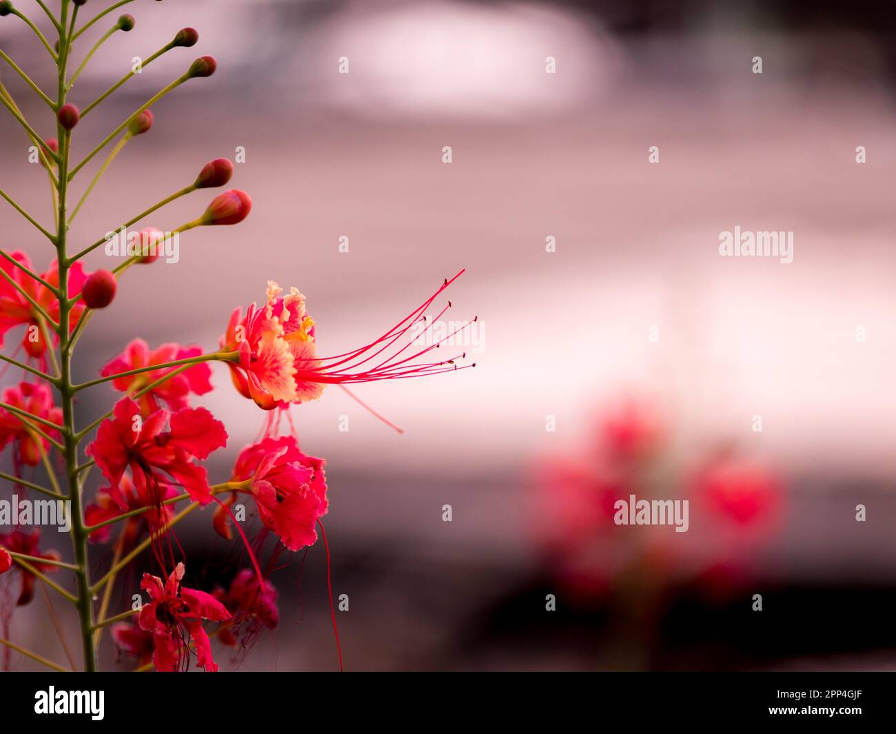 Peacock Flower's orange flowers booming (Caesalpinia pulcherrima ), close up shot, select focus Stock Photo