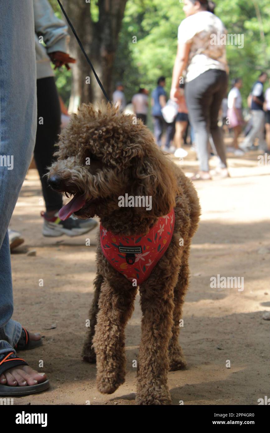 poodle dog in park Stock Photo