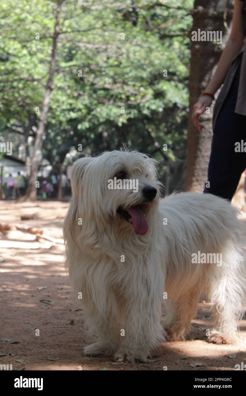 Pyrenean Shepherd different breeds dog long white fur Stock Photo Alamy