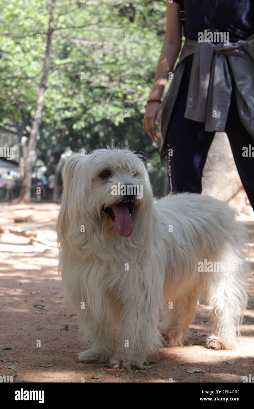 Pyrenean Shepherd different breeds dog long white fur Stock Photo