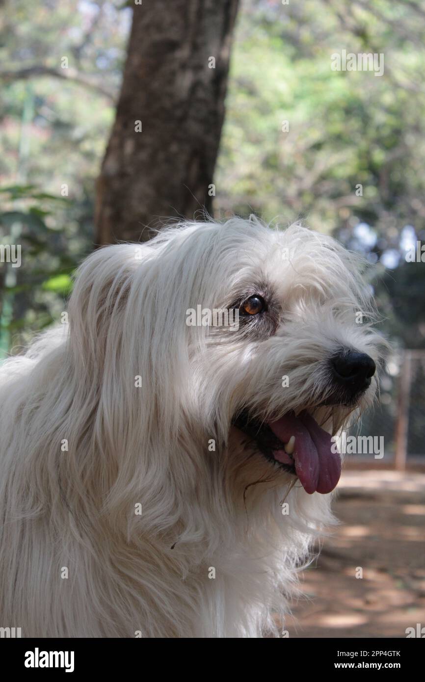 Pyrenean Shepherd different breeds dog long white fur Stock Photo