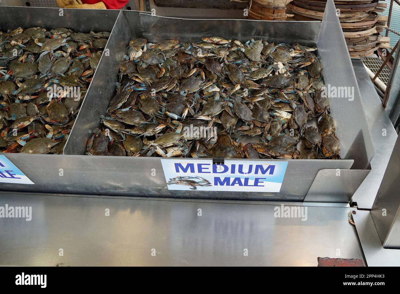 fresh-live-crab-at-a-seafood-market-in-washington-dc-detail-of-stock