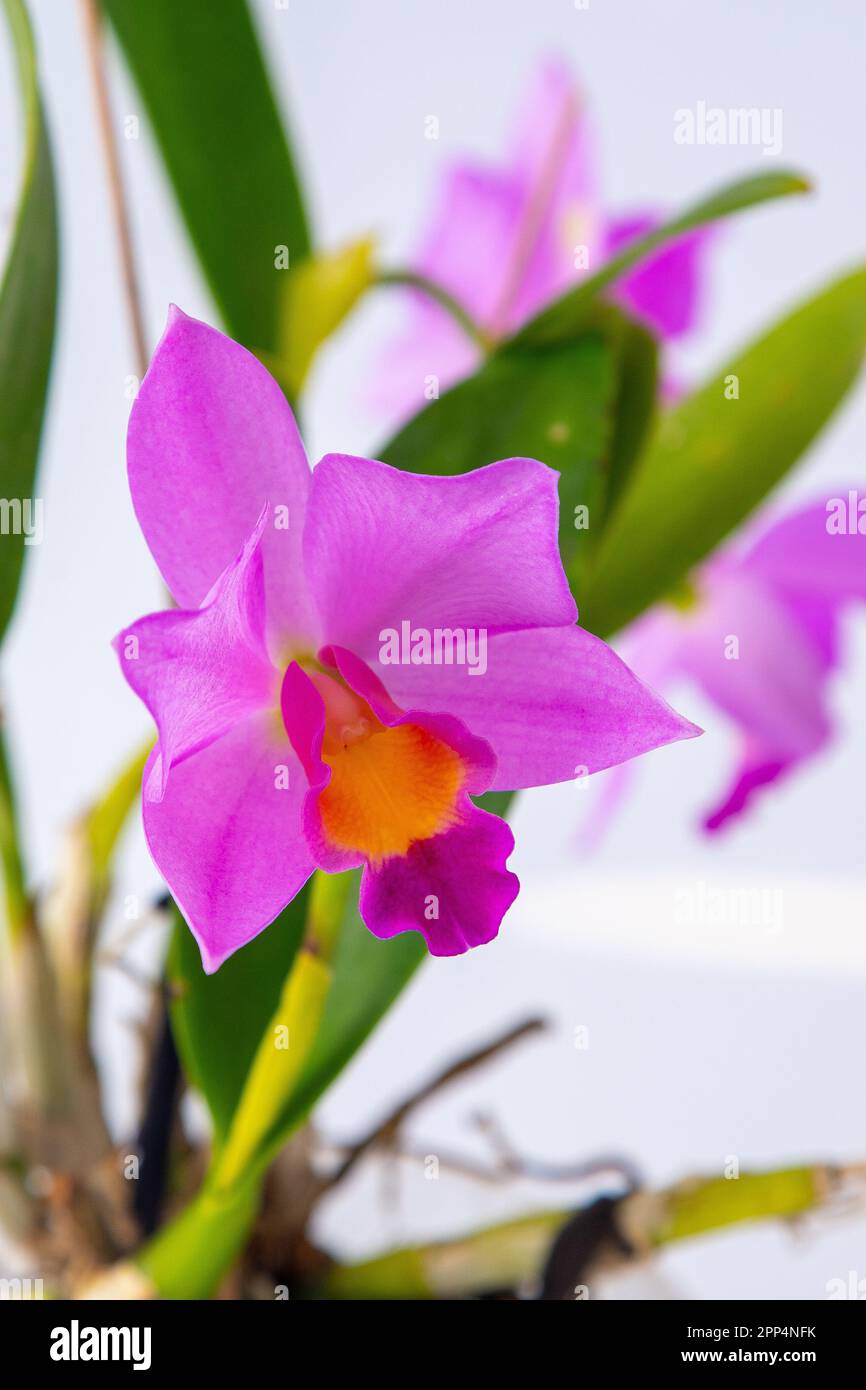Orchid Cattleya home flower. Large pink purple buds. Flowering of a rare variety of orchids labiata. White background. Flowers pot garden cattleya orchidaceae family. Stock Photo