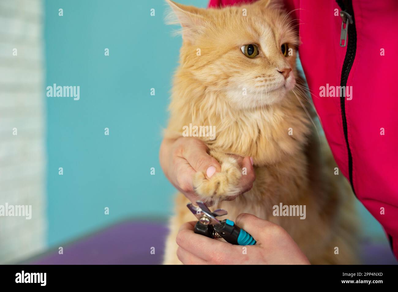 hands scissors claws cat, doctor shearing cat's claws. Groomer cuts cat