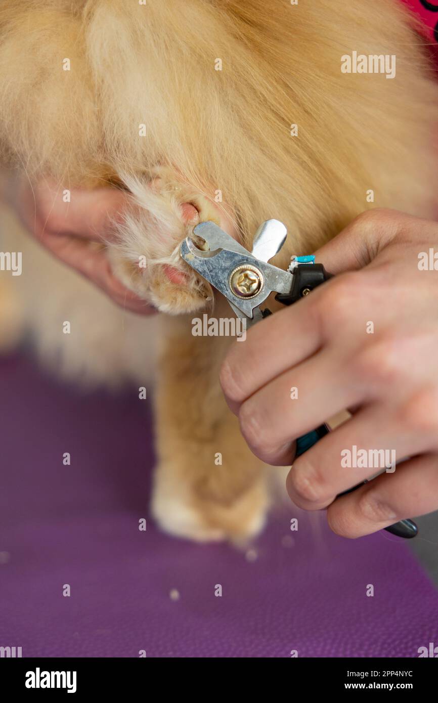 hands scissors claws cat, doctor shearing cat's claws. Groomer cuts cat