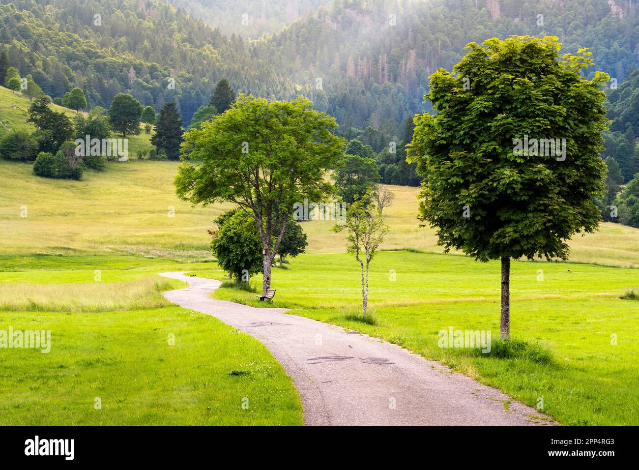 Landscape in the Black Forest near Menzenschwand. Trees, meadows, a