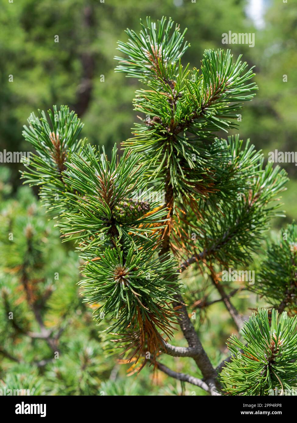 Detail of leaves, branches and cones of Dwarf Mountain pine, Pinus mugo. Photo taken in the Mieming Range, State of Tyrol, Austria. Stock Photo