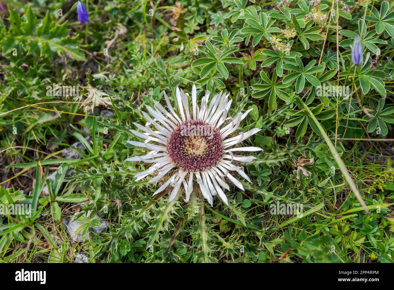 Carlina acaulis, the stemless carline thistle. Photo taken in the Mieming Range, by de Seebensee lake, State of Tyrol, Austria. Stock Photo