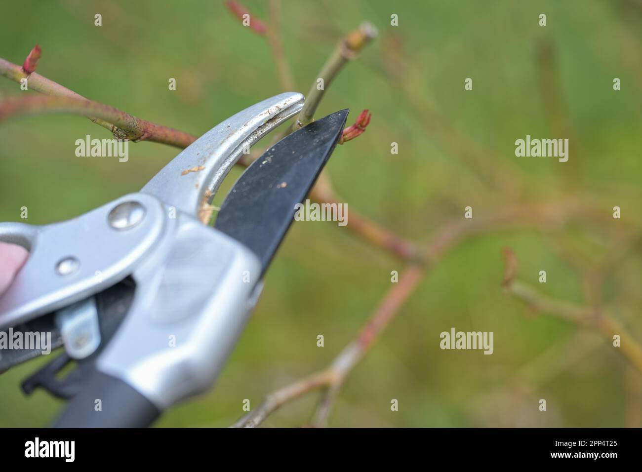 Cutting a rose shrub with pruning shears just above a shoot bud, seasonal gardening in spring, natural green background, copy space, selected focus, n Stock Photo