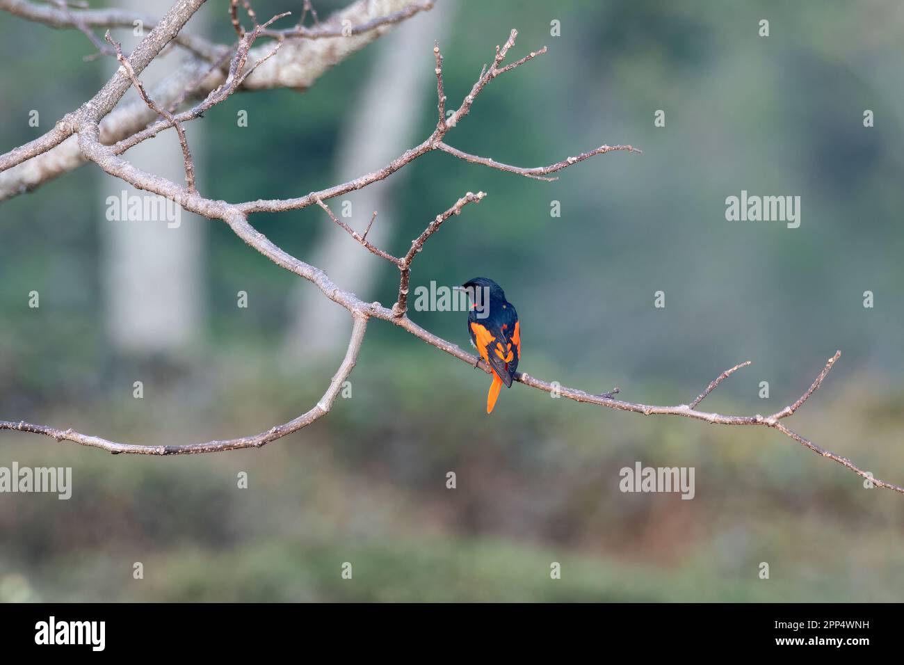 Scarlet minivet or Pericrocotus speciosus observed in Rongtong in West Bengal Stock Photo