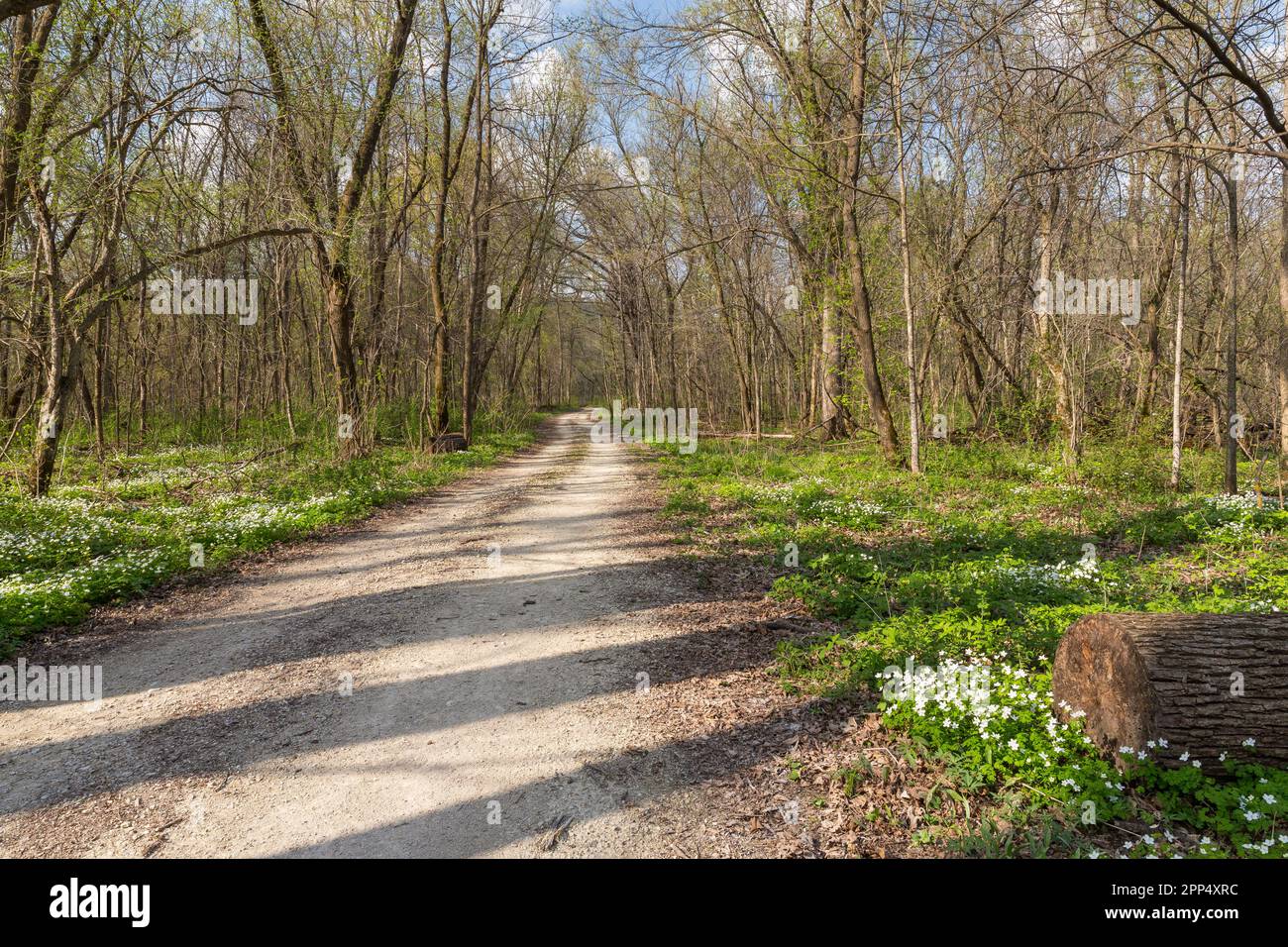 Spring In The Woods A trail in the woods during spring Stock Photo - Alamy