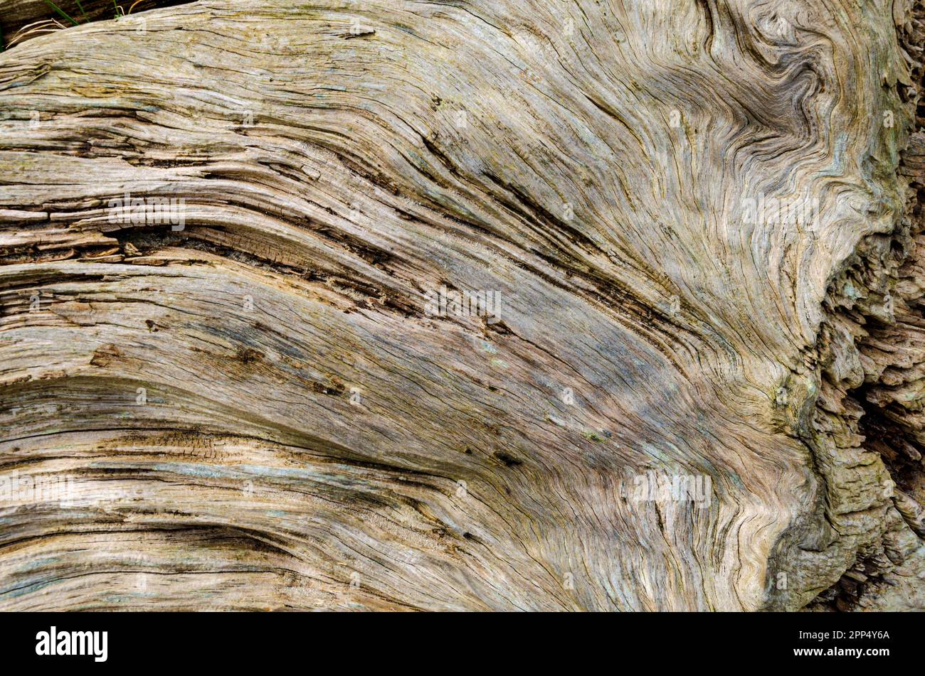 Close-up of driftwood found on the beach at Ballywalter County Down Northern Ireland Stock Photo