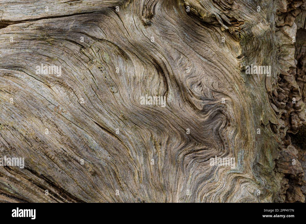 Close-up of driftwood found on the beach at Ballywalter County Down Northern Ireland Stock Photo