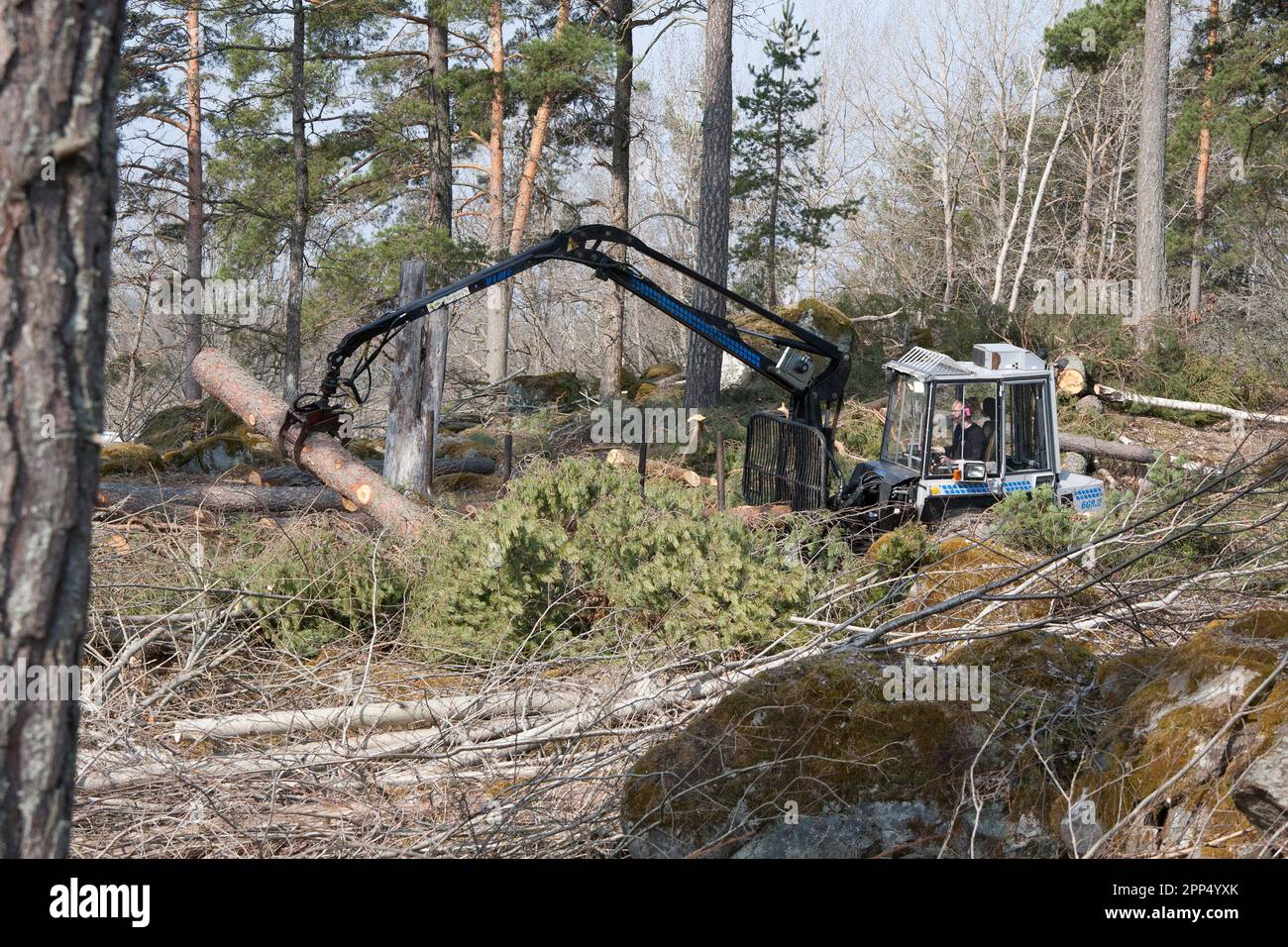 FORWARDER loads and carries tree trunk out from the felling Stock Photo