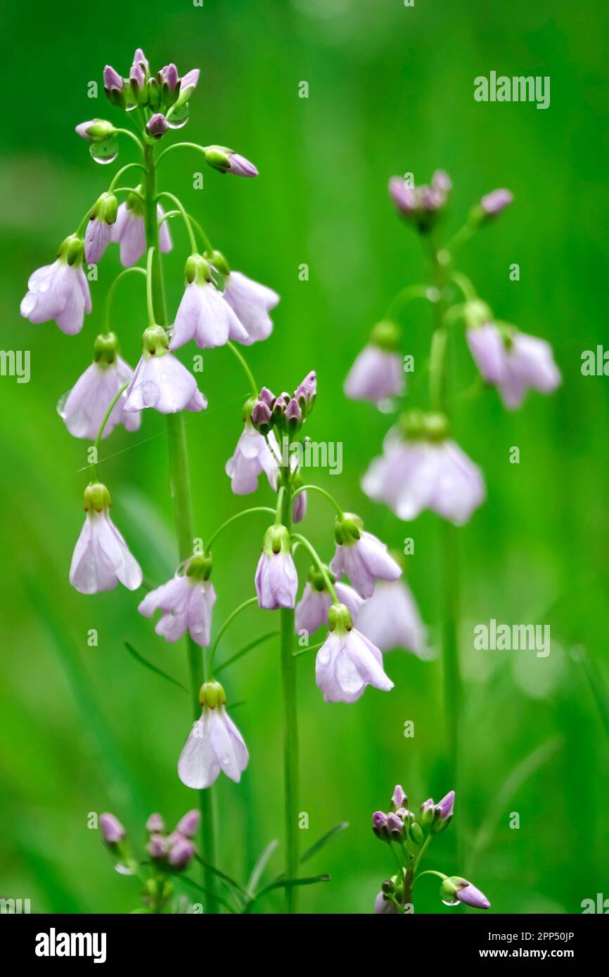 Cuckoo flower (Cardamine pratensis), spring, Germany Stock Photo - Alamy