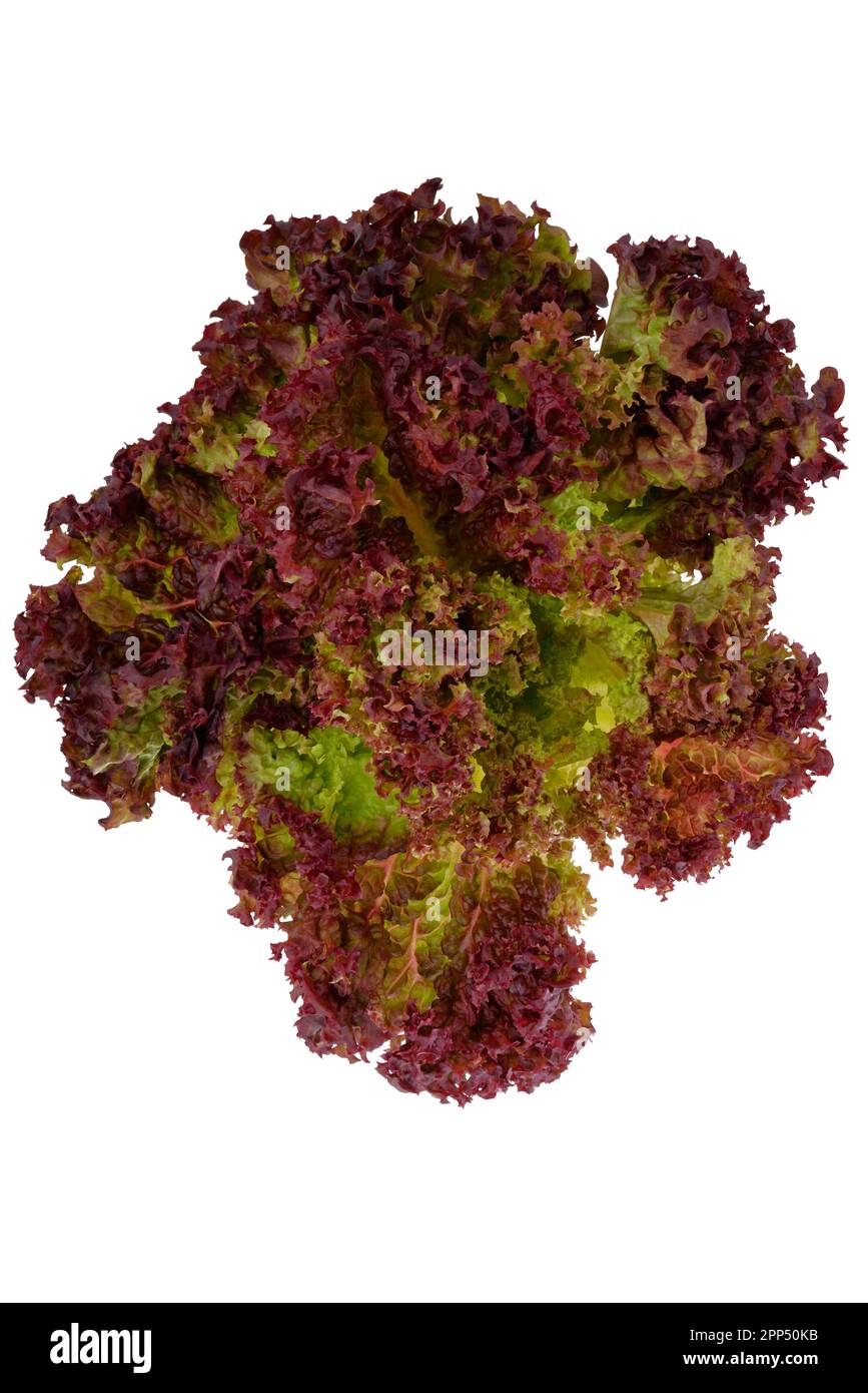 Oak leaf lettuce, Lettuce, Head of lettuce, Food, clipping, white