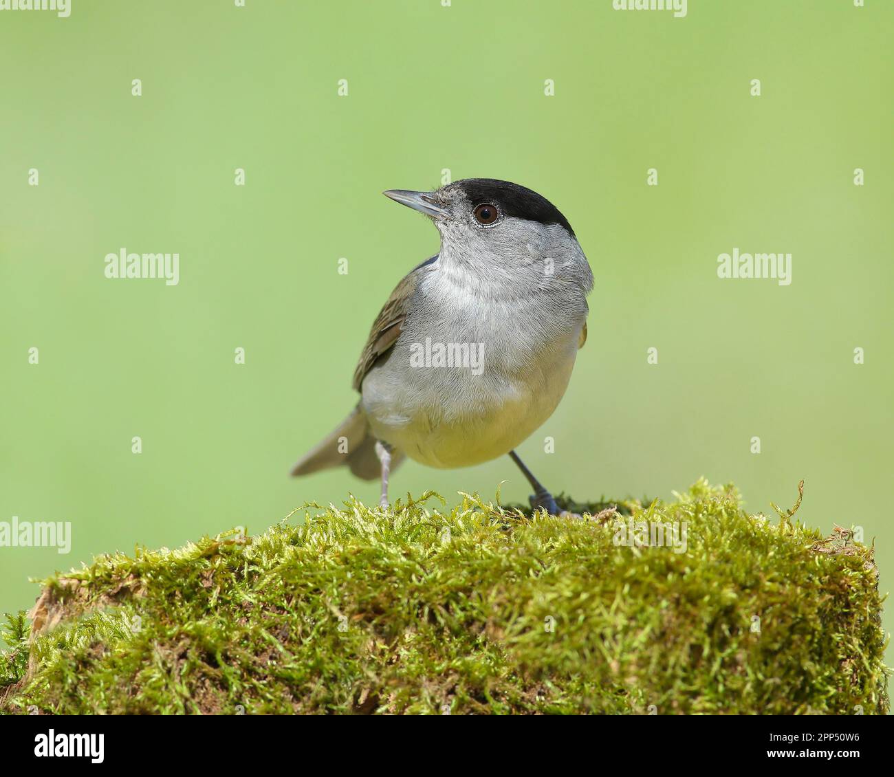 Blackcap (Sylvia atricapilla), male, sitting on moss-covered tree stump