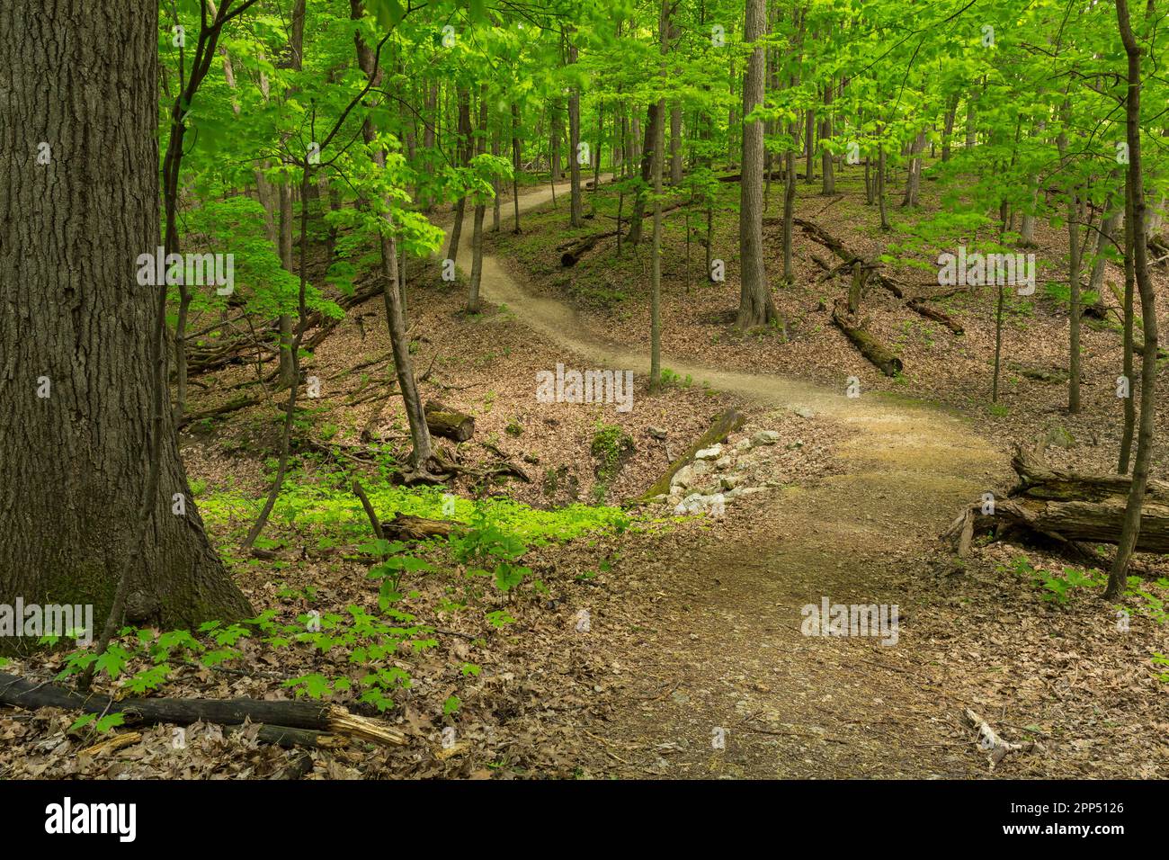 A hiking trail in the woods during spring Stock Photo Alamy