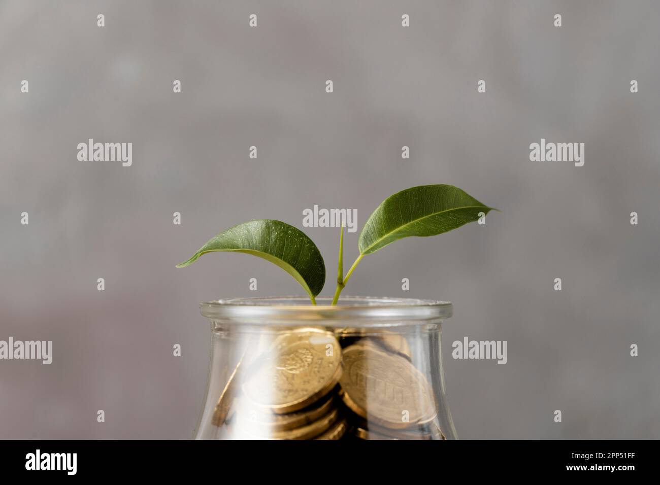 Front view plant growing from jar coins Stock Photo