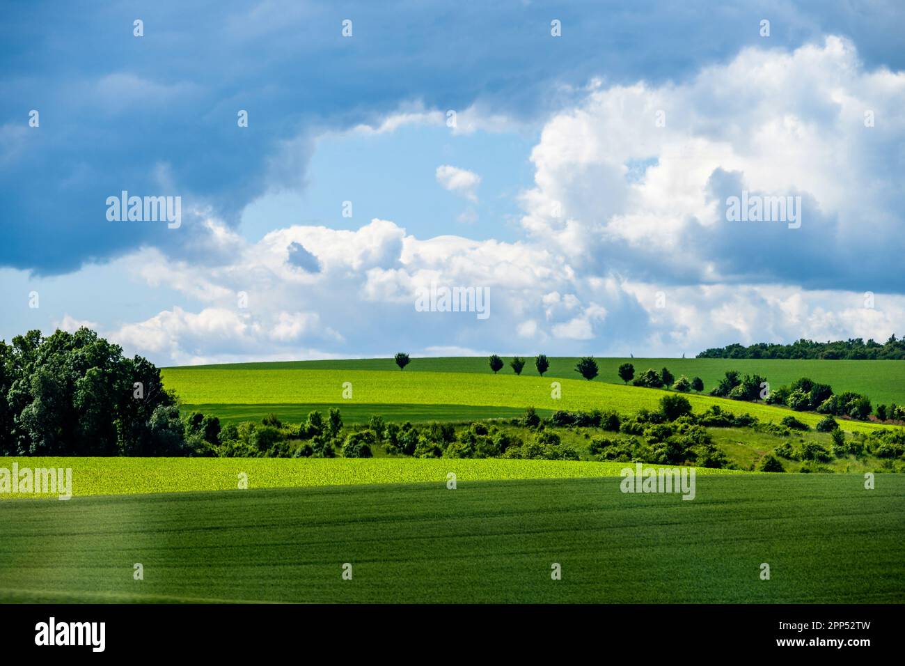 Fresh green spring field and meadow on hill with tree under cloudy sky.  Moravia, Czech republic Stock Photo