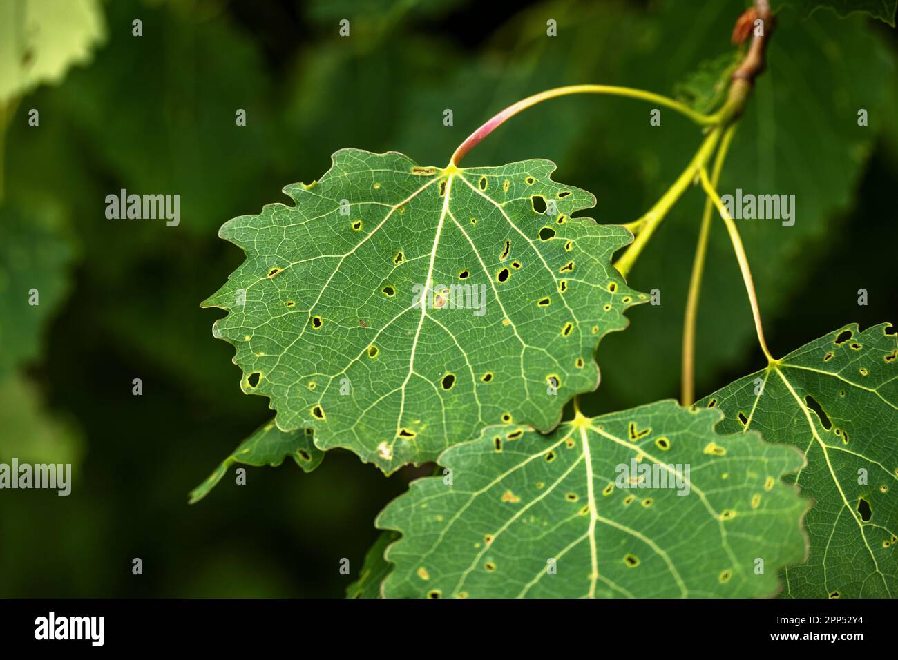 Green leaf of Populus tremula (aspen) with many holes dug by pests. Stock Photo