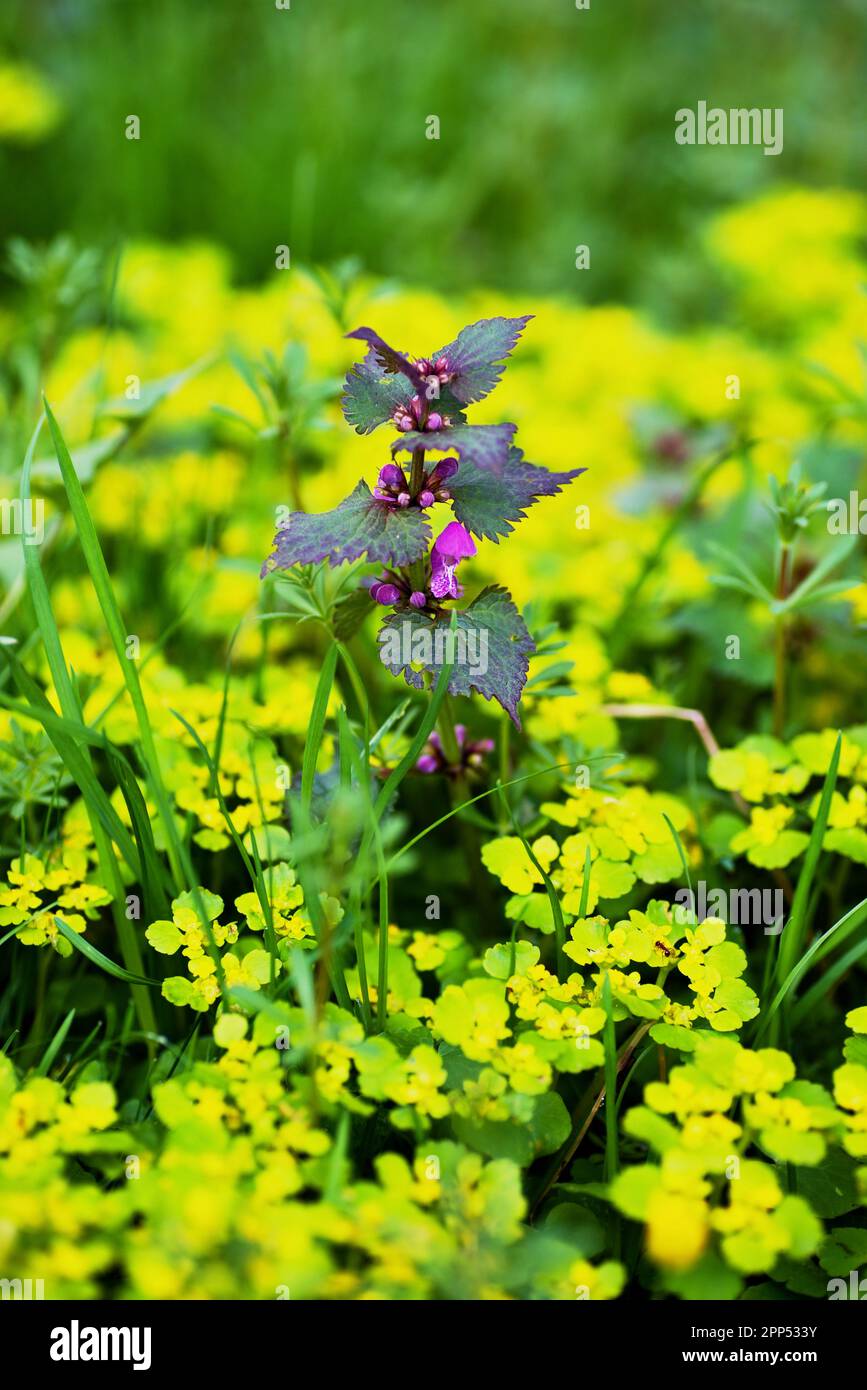 Spring medicinal herbs, many yellow Chrysosplenium alternifolium (Alternate-leaved golden-saxifrage) and one purple Lamium purpureum (Purple-Dead nett Stock Photo