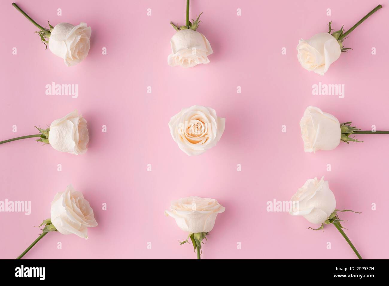 Top view blooming roses Stock Photo