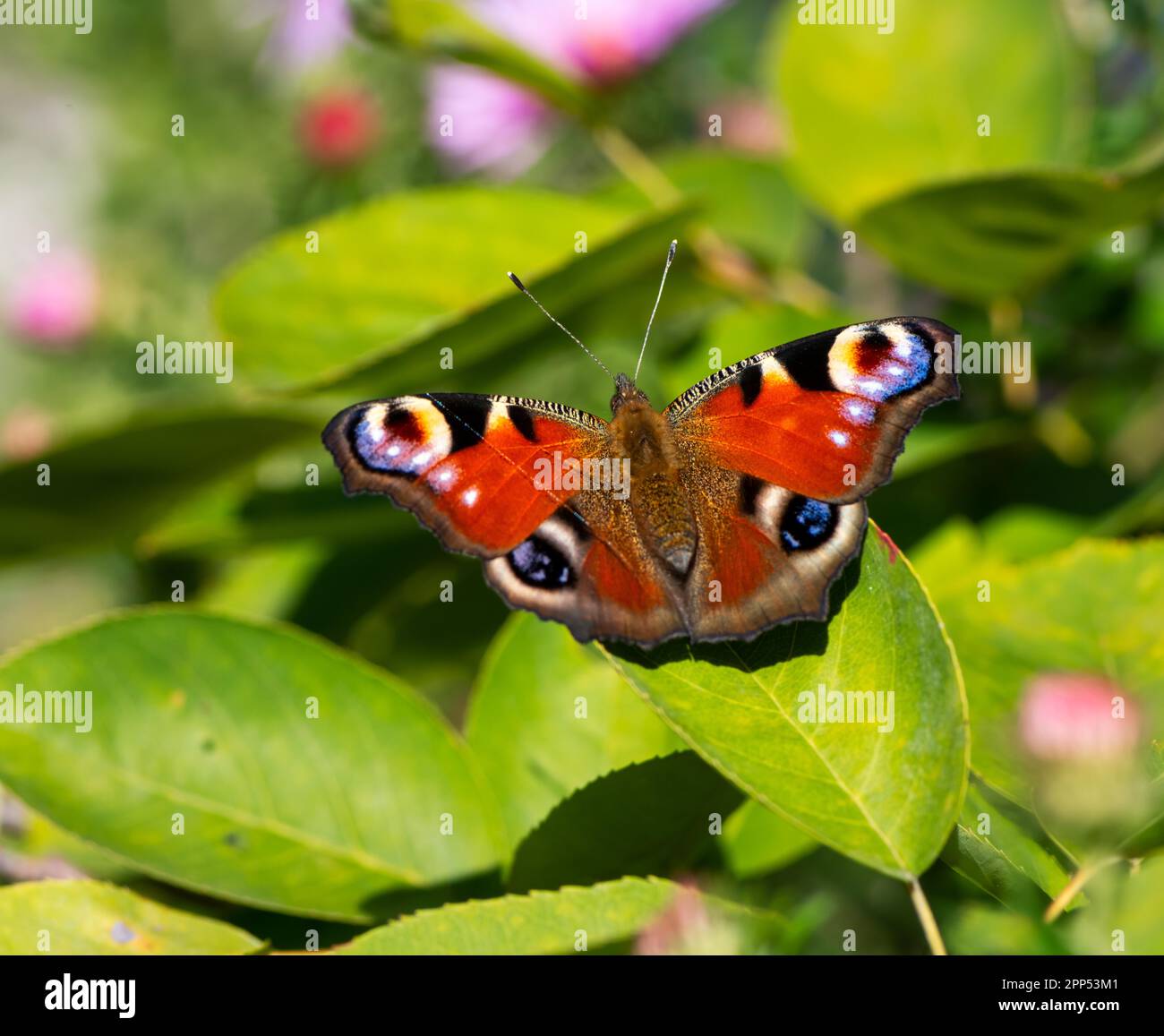Macro of a peacock butterfly on a green leaf Stock Photo - Alamy