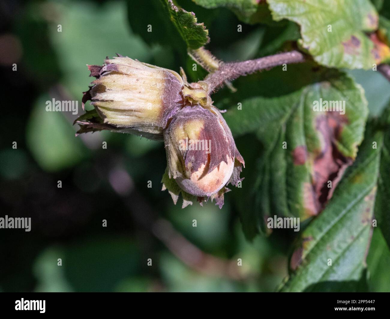 Hazel, Corylus avellana, nut growing wild in northwestern Germany Stock