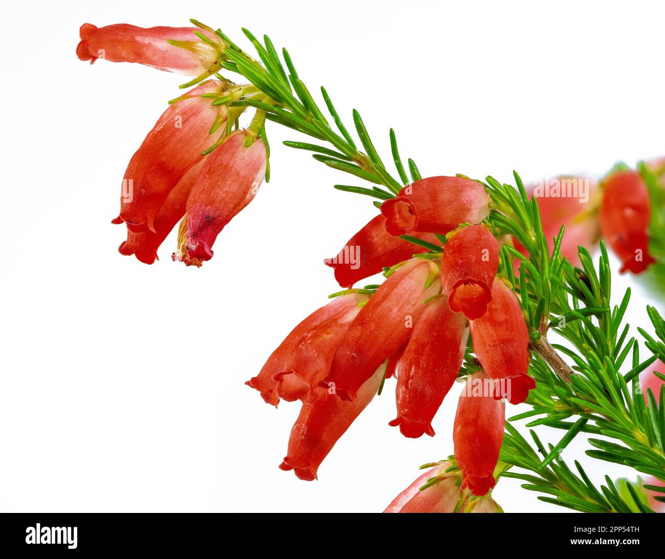 Macro of isolated red erica flower (erica winter fire) blossoms Stock Photo
