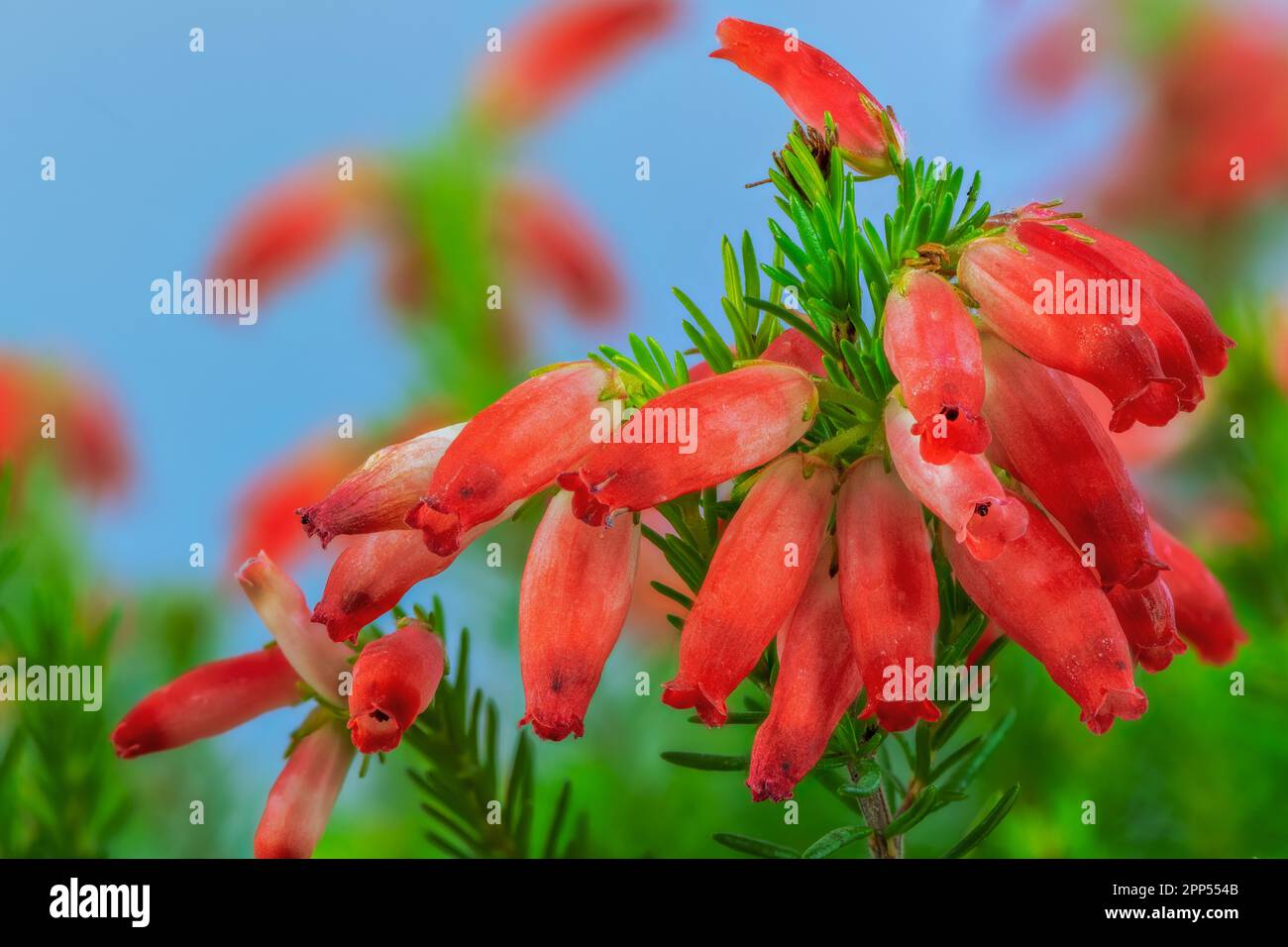 Macro of red erica flower blossoms Stock Photo