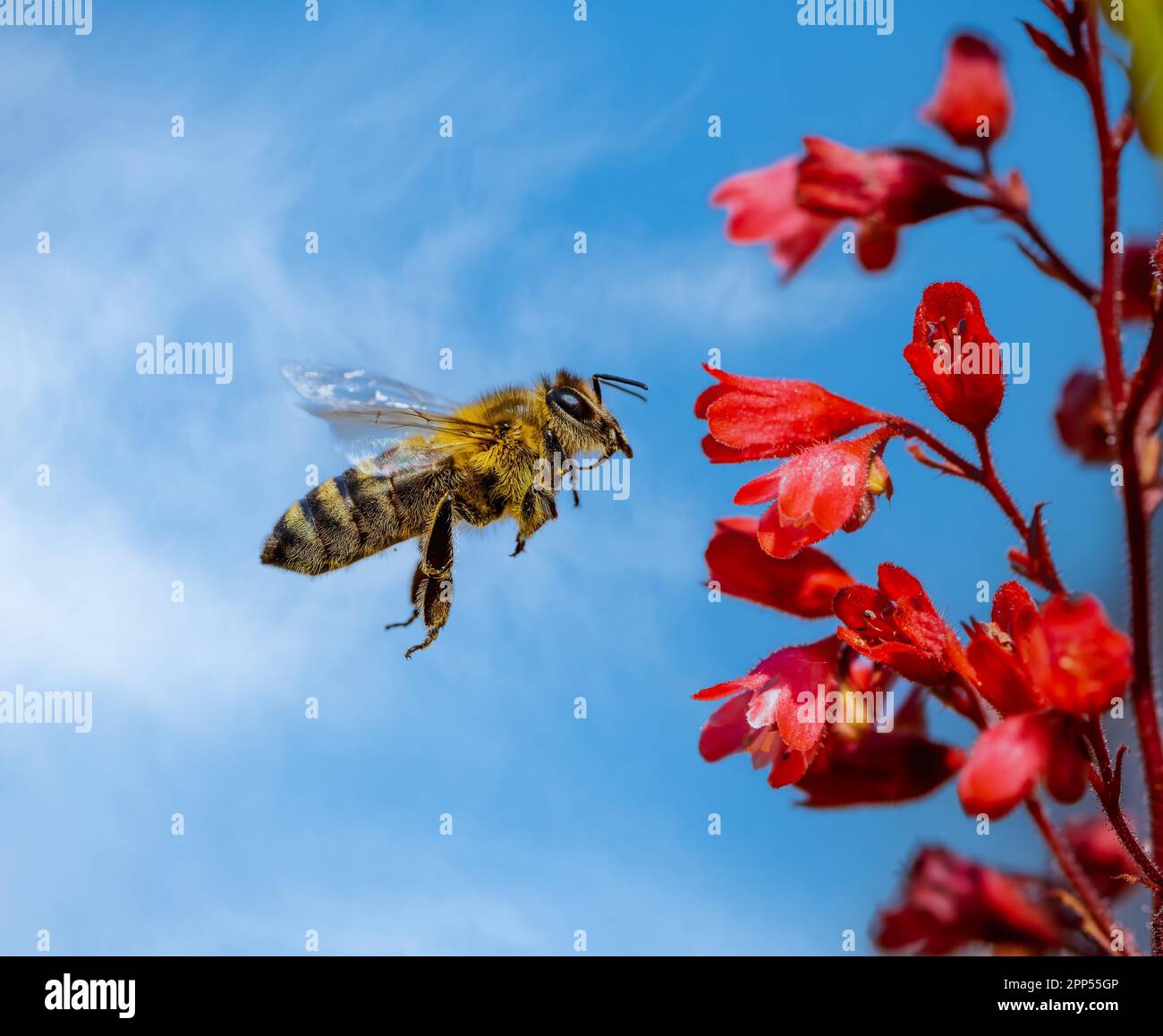 Macro of a bee flying to a red (heuchera) flower Stock Photo Alamy