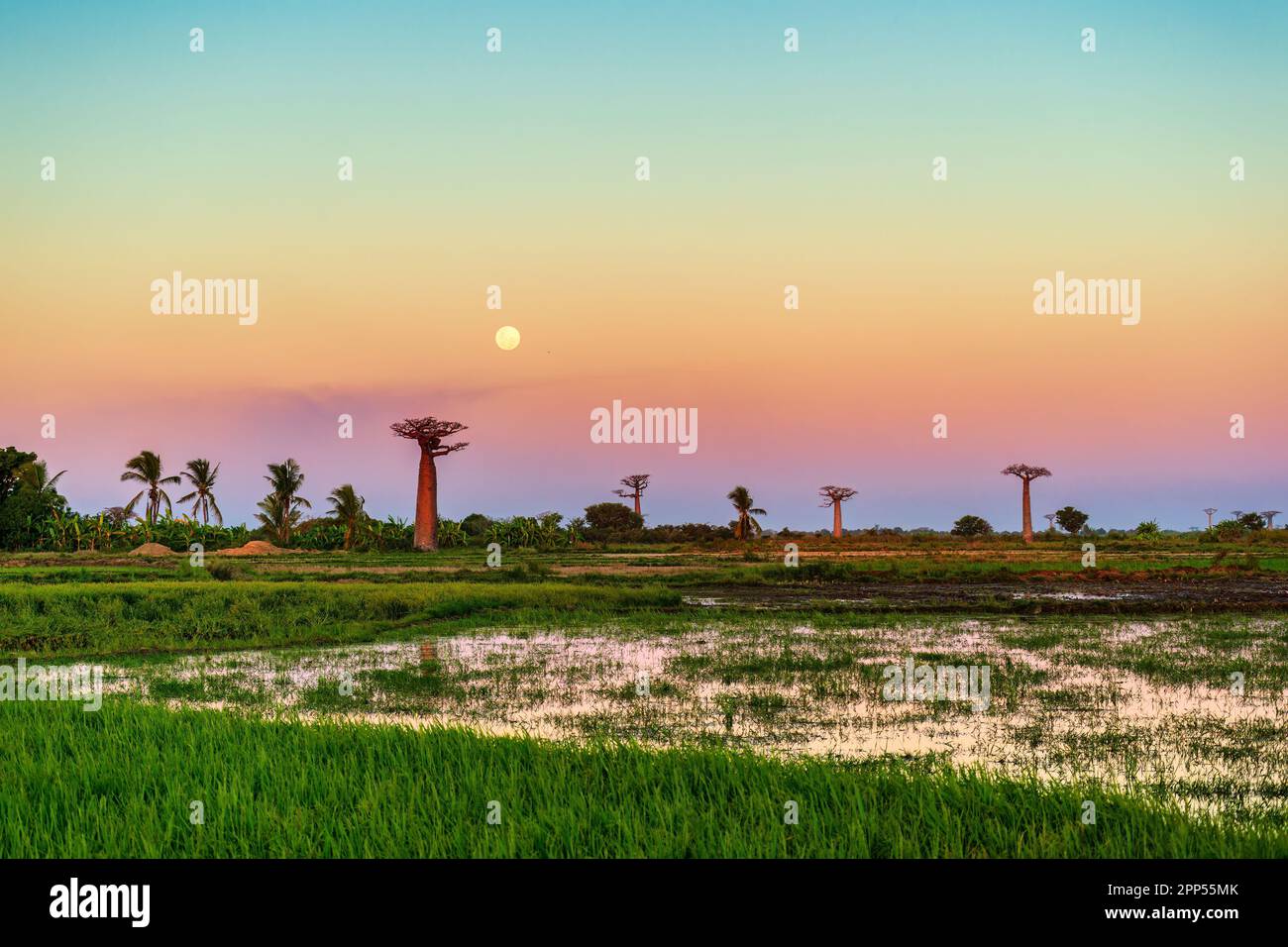 Baobab trees near avenue of the baobabs in Madagascar Stock Photo Alamy