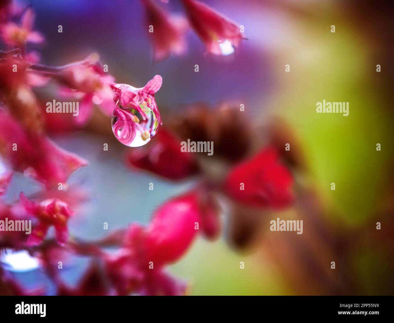Macro of a water drop at a (heuchera) flower blossom Stock Photo