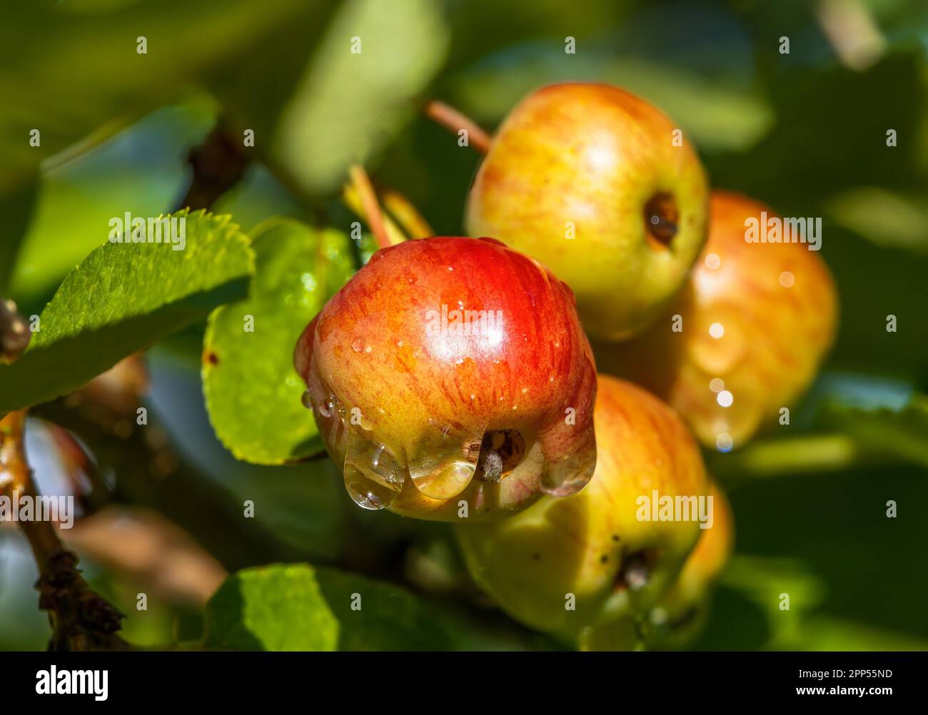 Closeup of ripe apples with raindrops Stock Photo