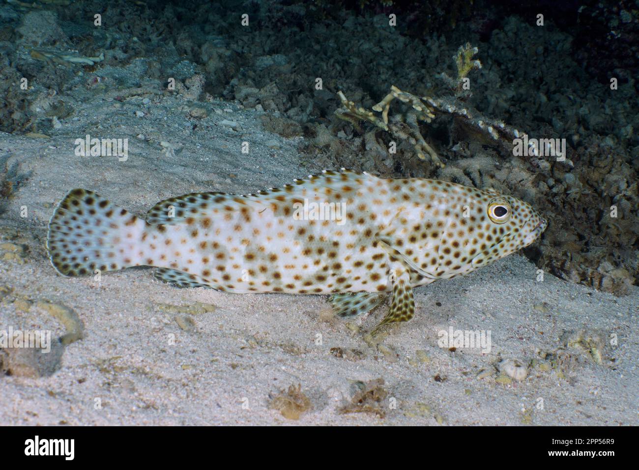 Greasy grouper (Epinephelus tauvina), House reef dive site, Mangrove Bay, El Quesir, Red Sea, Egypt Stock Photo