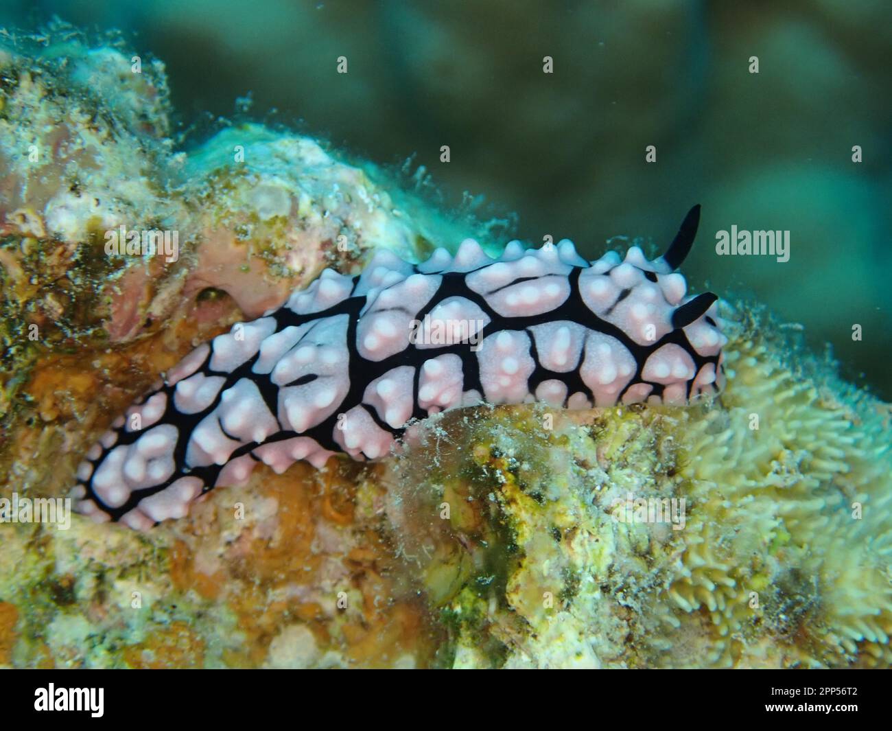 Wart snail, Pustule Wart Snail (Phyllidiella pustulosa), Dive Site House Reef, Mangrove Bay, El Quesir, Red Sea Stock Photo