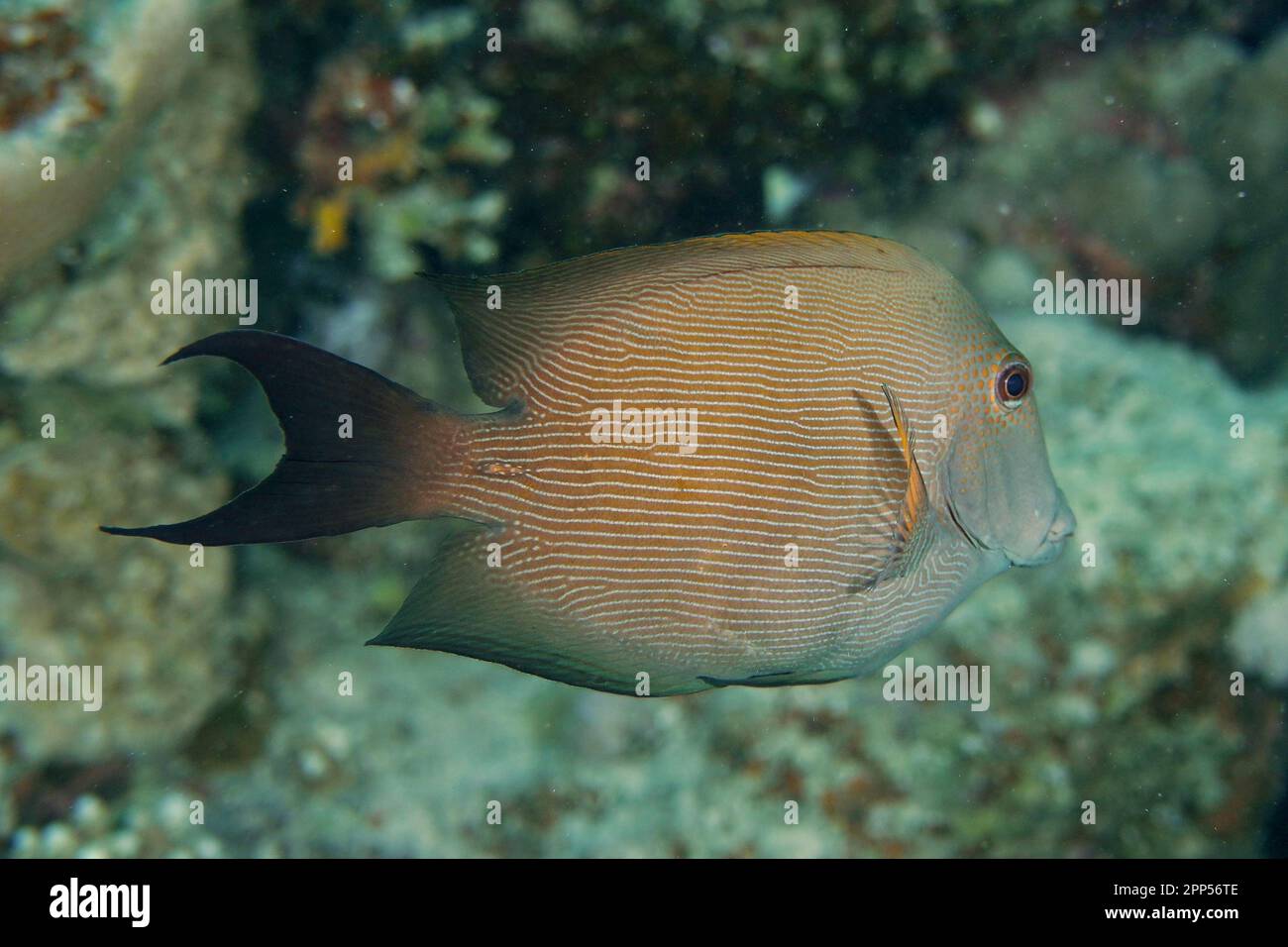Pinstriped Bristletooth Diver (Ctenochaetus striatus), Dive Site House Reef, Mangrove Bay, El Quesir, Red Sea, Egypt Stock Photo